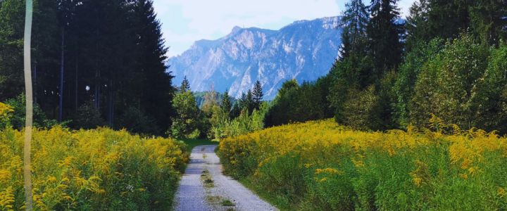 Neun Jahre Mental Synergy: Rückblick und Aufbau (2017–2025)